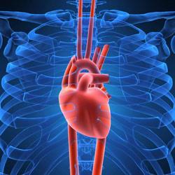 Maintenance of Heart System Taurine